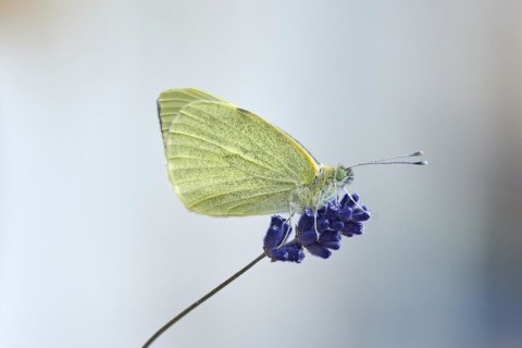 Large cabbage white