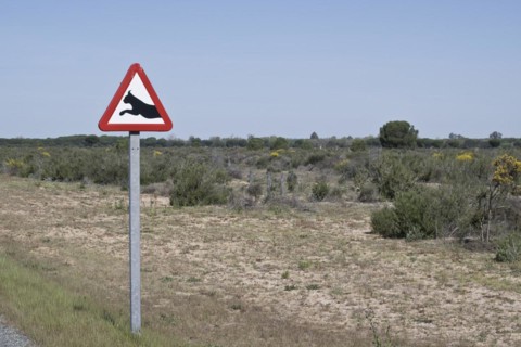 Warning sign lynx change