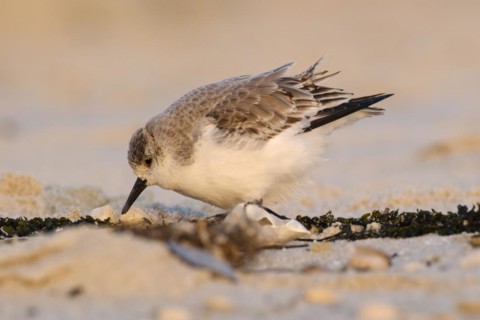Sanderling