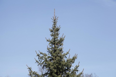 Conifer