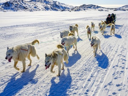 Inuit with his dog sled team