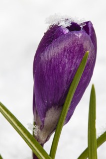 Crocuses