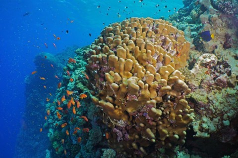 Solid pore coral
