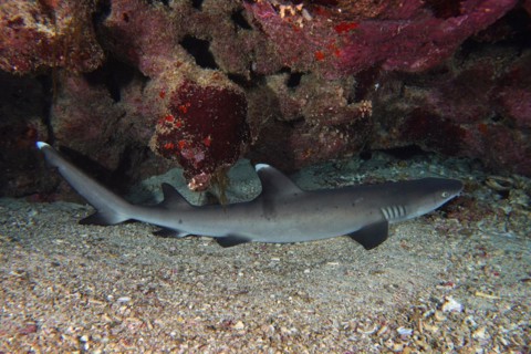Whitetip reef shark