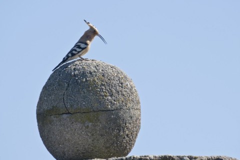 Hoopoe