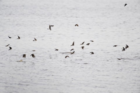 Cliff Swallows
