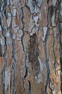 Bark of a pine tree