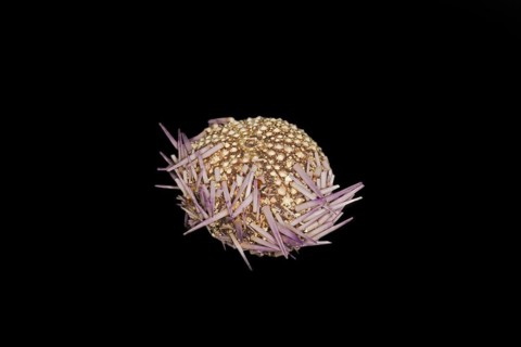 A skeleton studded with a few spines of a dead purple