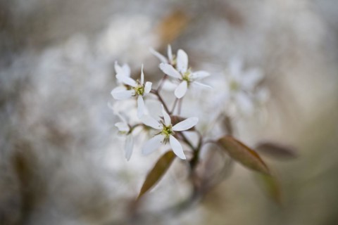 Rocky pear