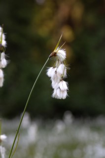 Common cottongrass