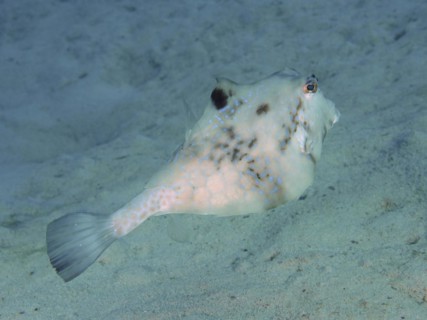 Pyramid Trunkfish