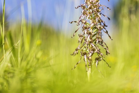 Lizard orchid