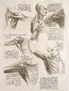 Muscles of the upper limbs