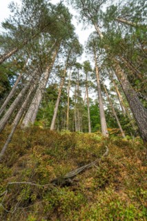 Enztalkiefer in the forest