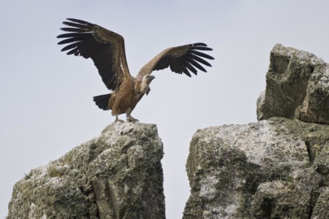 Griffon Vulture