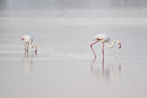 Greater flamingos