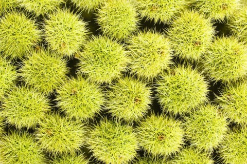 Sweet chestnut background