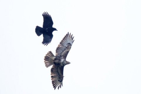 Carrion crow