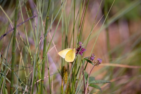 Palaeno sulphur