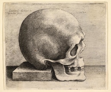 Skull in profile to the right