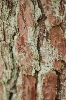 Scots pine