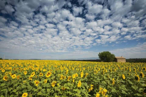 Flowering sunflower field