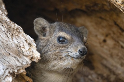 Rock Hyrax