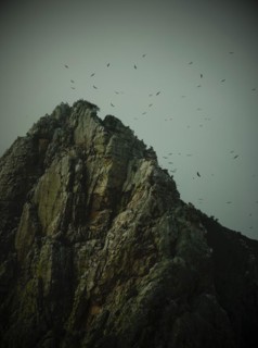 Bearded vulture