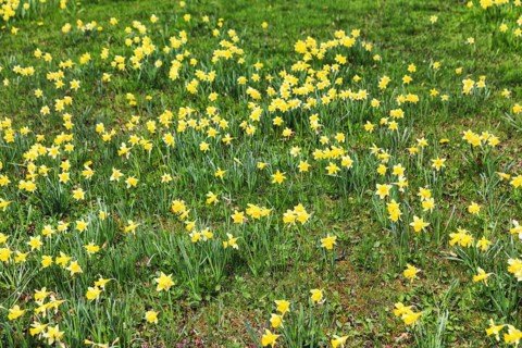 Daffodil meadow