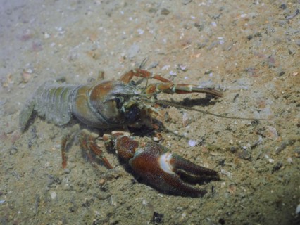 Signal crayfish