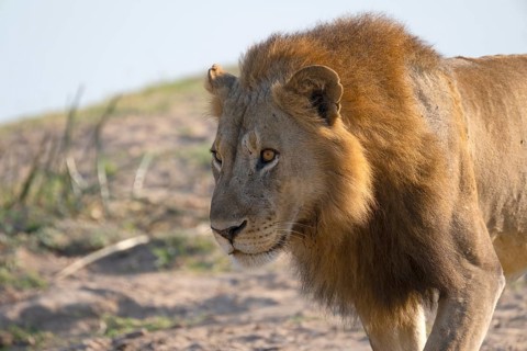 African lion