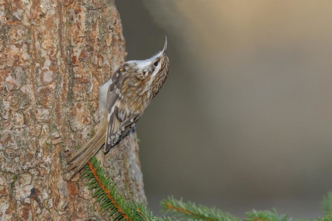 Eurasian treecreeper