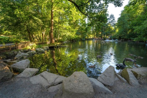 Duck pond in summer