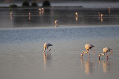 Greater flamingos