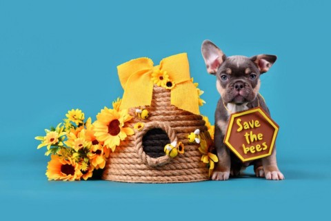 Blue tan French Bulldog dog puppy with 'Save the bees' sign next to beehive and flowers on blue background