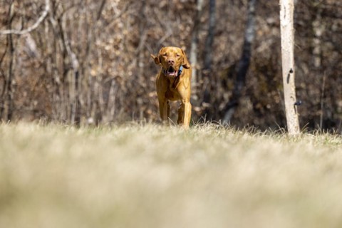 Roevidszoru Magyar Vizsla