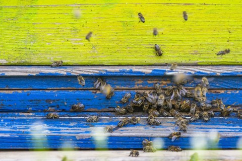 Beehives under blossoming cherry trees in spring