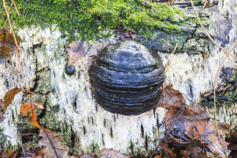 Tinder fungus