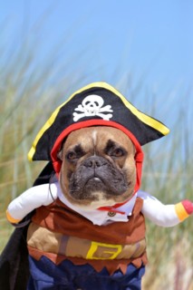 Funny fawn French Bulldog dog boy dressed up in pirate costume with hat and arms