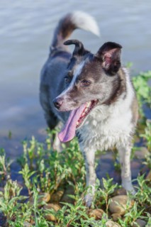 Close-up of a border collie dog's face with tongue out with a river with green leaves in the background