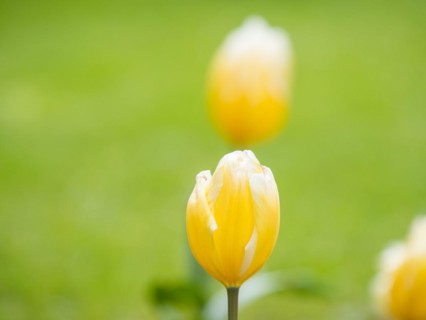 Tulip