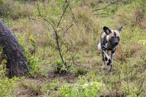 African wild dog