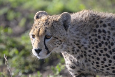 Cheetah