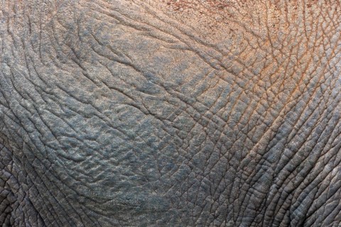African elephant