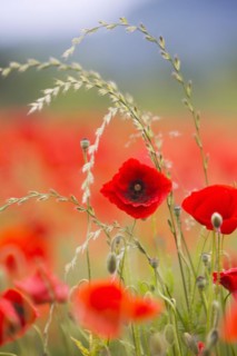 Poppy field