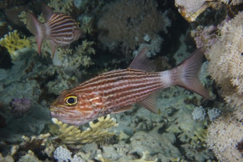 Largetoothed cardinalfish