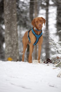 Roevidszoru Magyar Vizsla