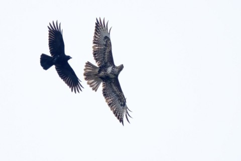 Carrion crow