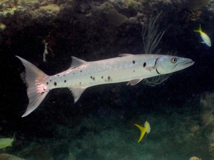 Great barracuda
