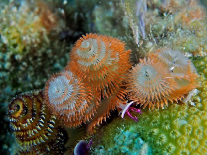 Different coloured specimens of Christmas tree worm